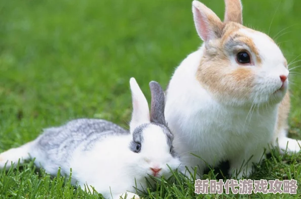 貂蝉的两只大兔子：可爱萌宠引发网友热议，分享生活趣事与养兔心得，成为网络新宠儿！