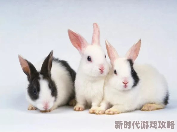 貂蝉的两只大兔子：可爱萌宠引发网友热议，分享生活趣事与养兔心得，成为网络新宠儿！