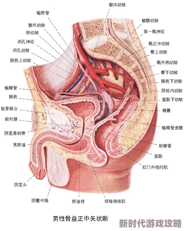 云缨的卵巢：研究发现其在生殖健康中的重要作用及潜在影响因素分析