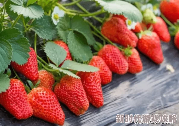 18 在线草莓www：用户热评！口感鲜美，服务周到，是我最喜欢的网站之一！
