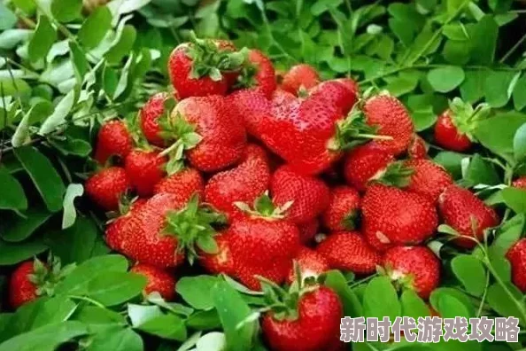 18 在线草莓www：用户热评！口感鲜美，服务周到，是我最喜欢的网站之一！