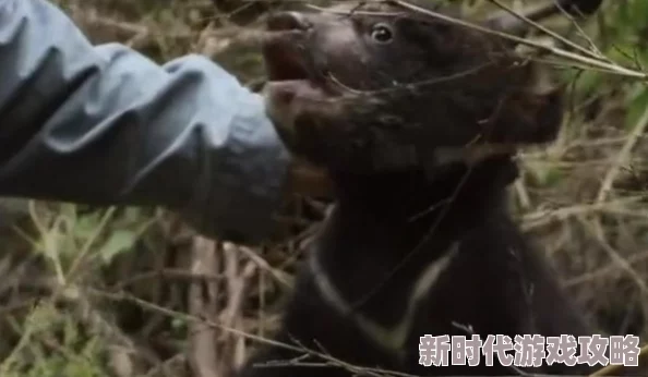 ＊扒开双腿毛茸茸的，惊现神秘生物引发热议，科学家们紧急展开调查！