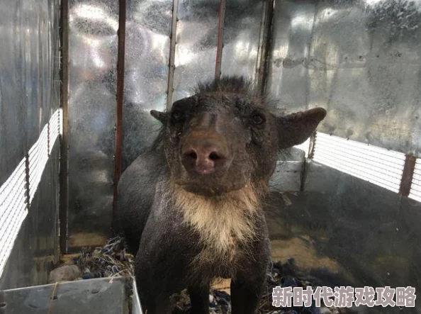 浓毛BwBwBwBwBw：全球最强毛发挑战赛即将开启，参赛者们准备好迎接极限考验了吗？