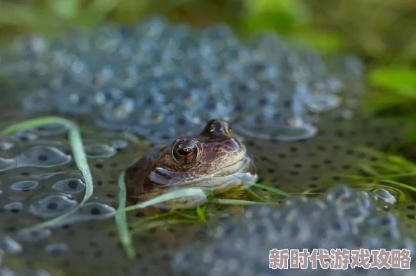 蝌蚪窝成人：一场关于成长与蜕变的奇幻旅程，揭示青春背后的秘密与挑战！