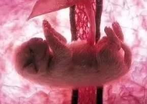 生殖特写magnetTV：震撼曝光！前所未见的生物奇观引发全球热议，科学家们惊叹不已！