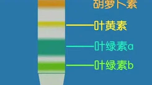 色黄a级：最新研究揭示其在艺术与文化中的重要性及影响力，值得深入探讨与关注