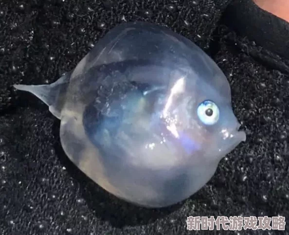 亚洲综合极品香蕉久久网：最新动态引发热议，网友纷纷讨论其影响力与未来发展方向