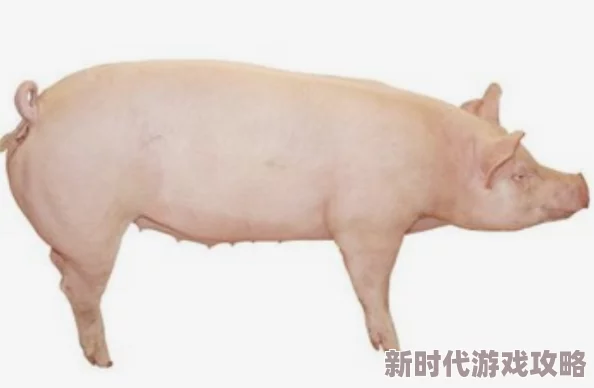 70岁老妇女给我弄多次，网友热议：老年人的爱情与生活方式引发社会关注！