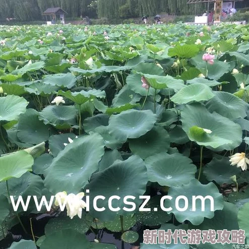 艳欲丰满美女hd：最新动态与相关内容更新，探讨其在影视行业中的影响及观众反响