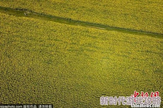 免费在线看黄色片：最新进展与相关法律法规的变化对在线成人内容平台的影响分析