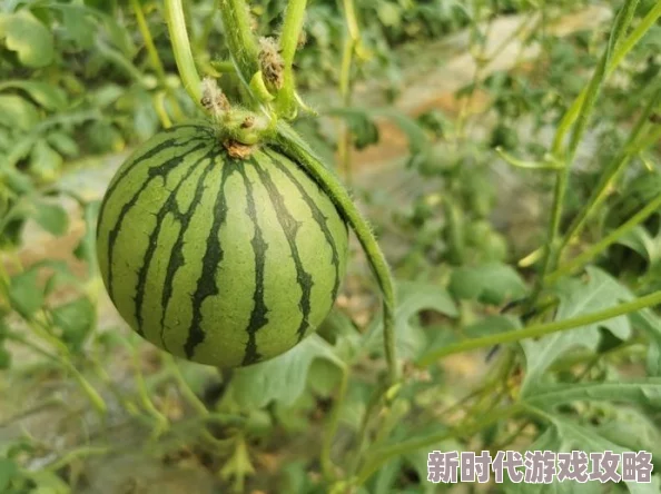 全球最大华人吃瓜爆料：揭示社交媒体背后的真相与影响，探讨文化现象的深层次原因与未来发展趋势