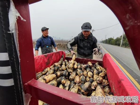 云梦四时歌体力加成最优配置攻略：全面解析体力分配方法与技巧