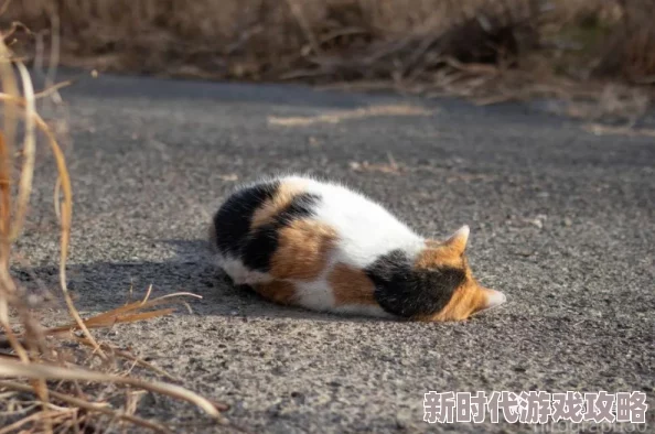 毛茸茸bbwbbwbbwbbwxxxx：最新动态揭示了这一现象的多样性与文化影响，吸引了越来越多人的关注与讨论