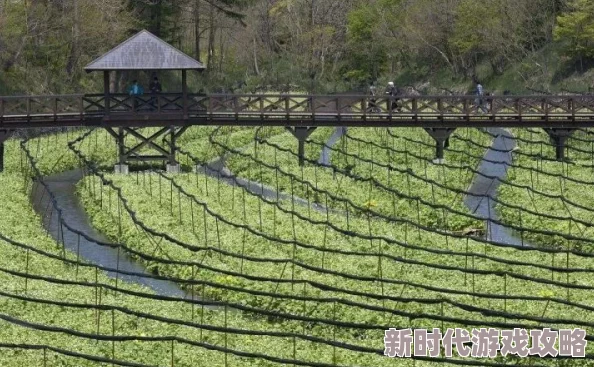 日韩一区二区三区在线：最新动态与发展趋势，深度解析日韩文化交流的现状与未来方向