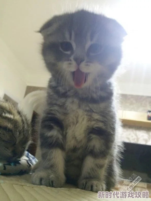 欧美性极品xxxxx：最新动态揭示了这一领域的热门趋势与发展，吸引了众多关注者的目光