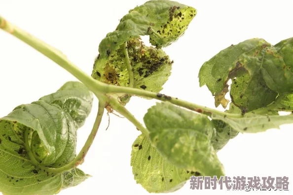 草莓视频污在线：最新动态揭示平台内容更新与用户互动新趋势，吸引更多年轻用户关注与参与