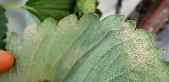 草莓视频污在线：最新动态揭示平台内容更新与用户互动新趋势，吸引更多年轻用户关注与参与