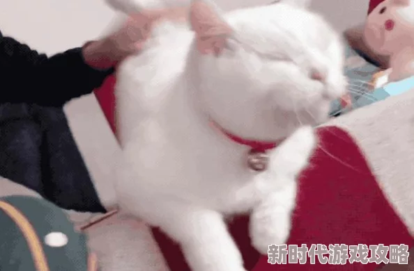 美女爽的嗷嗷叫视频免费播放，最新动态：该视频因其真实感和高质量画面受到广泛关注，吸引了大量观众观看