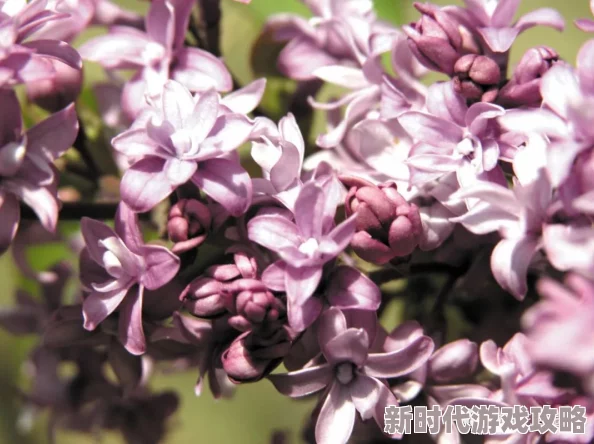 探索色综合激情丁香七月的多元魅力与无限可能性