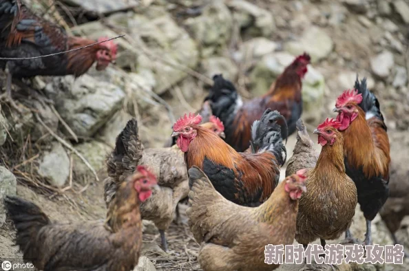 探索欧美文化中的禁忌：人与禽类的奇异交往与社会反响分析