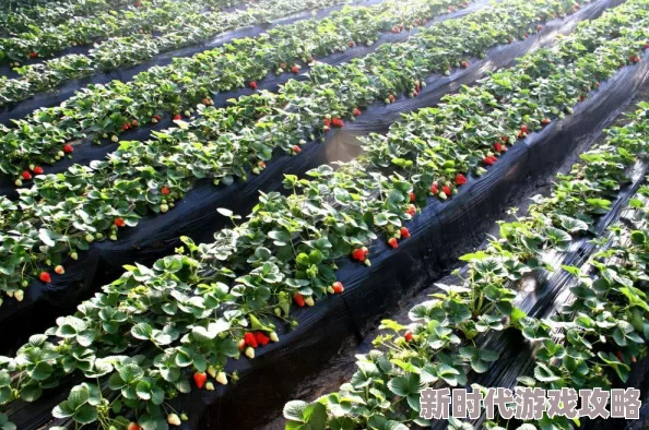 凹凸精品免费精品视频:最新动态更新,提供更多优质内容与精彩视频,满足用户多样化需求 凹凸精品免费精品视频:最新动态更新,提供更多优质内容与精彩视频,满足用户多样化需求