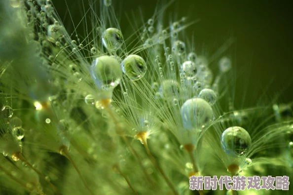 清晨的湿润气息：在晨曦中感受自然的细腻与生命的脉动