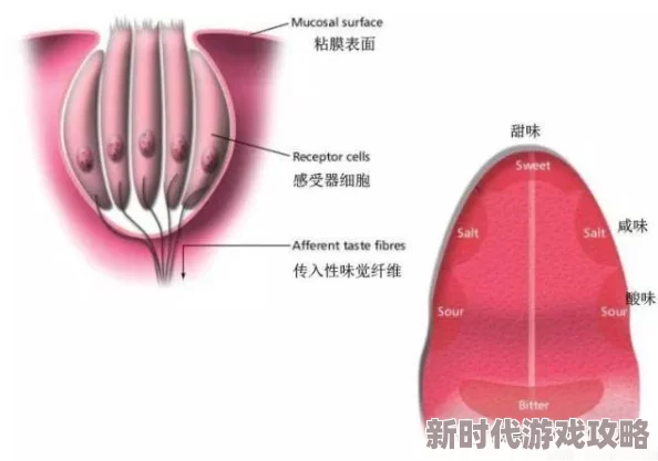 深入探索：舌头的刺激带来绝妙快感，让人陶醉其中