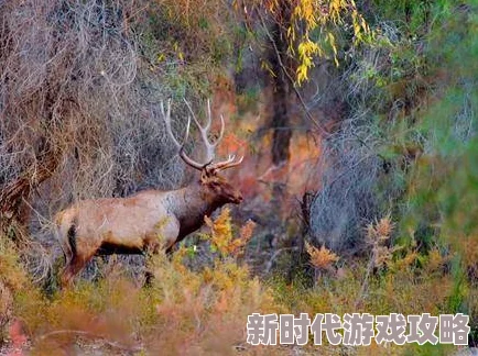 探索人与自然的奇妙交融：看公狍与女人之间的神秘互动与情感故事