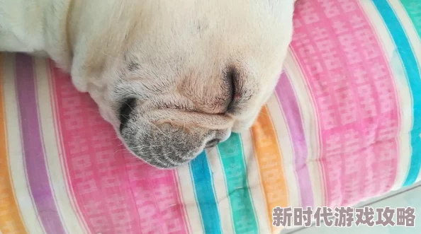一人一狗卡了6小时，竟发现神秘生物潜伏周围，惊动全城！