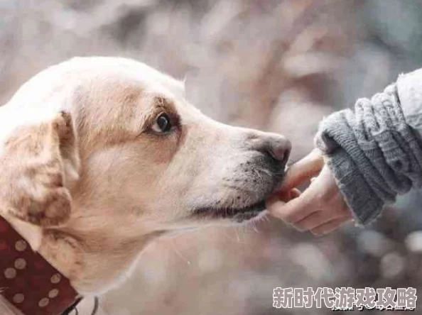 探索狗求操：如何通过互动游戏增强宠物与主人之间的情感纽带与沟通技巧