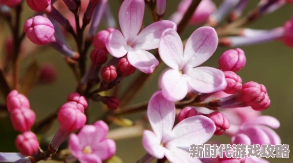 婷婷丁香啪啪：最新进展揭示其在社交媒体上的影响力与用户互动情况的变化分析