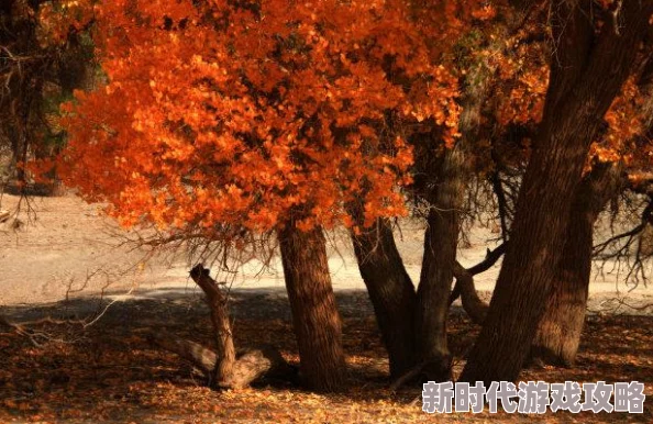 神秘黑神话：悟空传奇，详尽甘草药材获取攻略解析