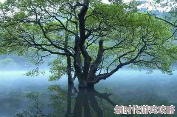 让我欣赏一下你的小森林，真希望能看到更多美丽的自然风景和动人的故事