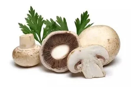 蘑菇视频三级，内容丰富多样，但有些片段质量参差不齐，希望能进一步提升