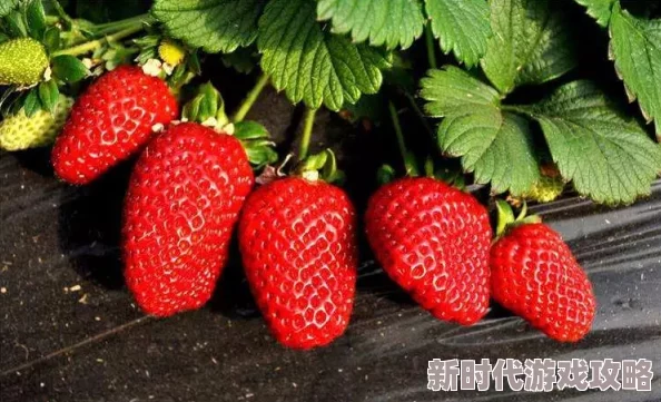 草莓视频 入口在线网站，内容丰富多样，观看体验非常不错，值得一试！