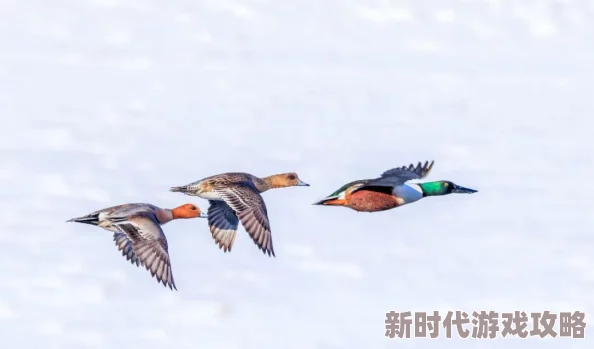 鸟德精神：在当今社会中，弘扬这种精神尤为重要，值得我们每个人学习