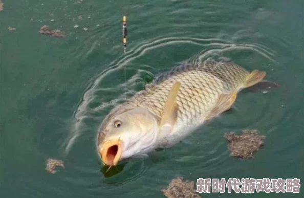 全面揭秘高效刷取宝鲤之鳞的绝妙攻略与秘诀深度解析
