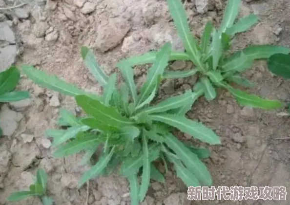 高效应对饥荒中的中毒危机：全面解析快速解毒方法与技巧