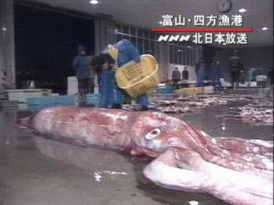 日本人与动物的奇妙关系引发了网友们的热议，大家纷纷分享自己的看法和经历