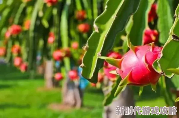 绚烂神仙道中，大红花盛开周期：探究多少天一次的奇景