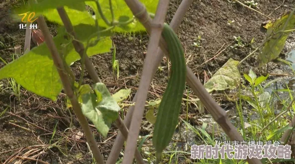 苏州丝瓜晶体有限公司，产品质量优良，服务态度热情，是值得信赖的合作伙伴