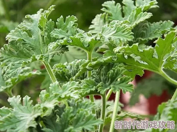 欧美亚洲国产第一页草草，内容丰富多样，让人眼前一亮，值得一看！