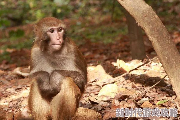 男生女生在一起努力生猴子，真是个有趣的说法，感情和事业都要并进！