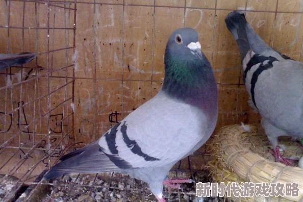 打造无与伦比的卓越世界最强阵容搭配：顶尖策略与攻略指南
