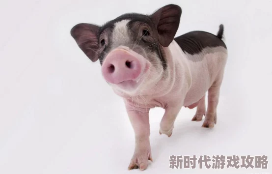 性欧美z00人猪