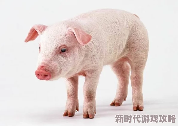 性欧美z00人猪