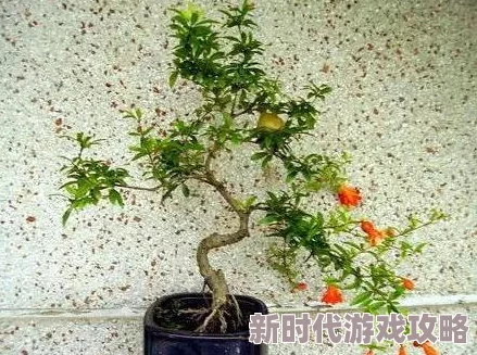 细致入微的小时人生：多样化家庭醋栗种植法详解与妙招技巧