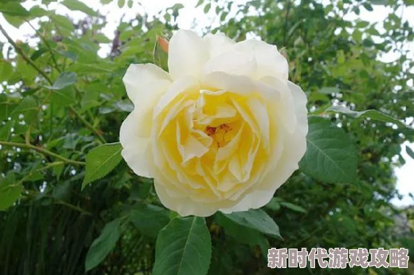 破处十八分钟一名年轻人在社交媒体上分享了自己第一次性经历的详细过程引发热议网友纷纷评论表示好奇与支持