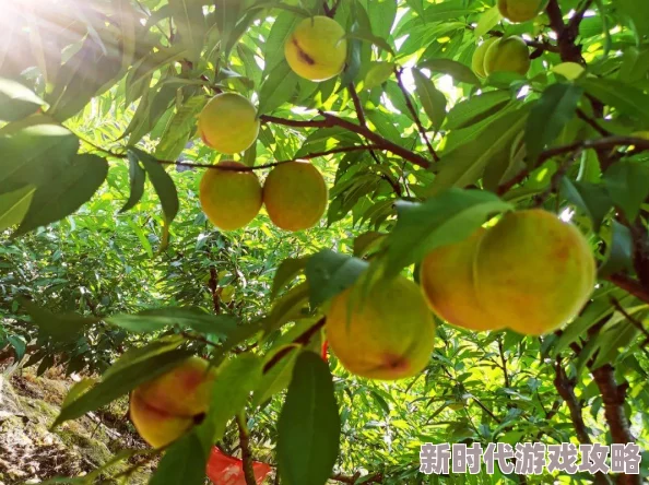 成熟的水蜜桃3网友纷纷表示这款水蜜桃口感极佳，甜度适中，果肉鲜嫩，是夏季消暑的绝佳选择