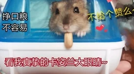 2024年超热门火爆刺激小仓鼠闯关游戏大盘点，精选好玩至极的作品